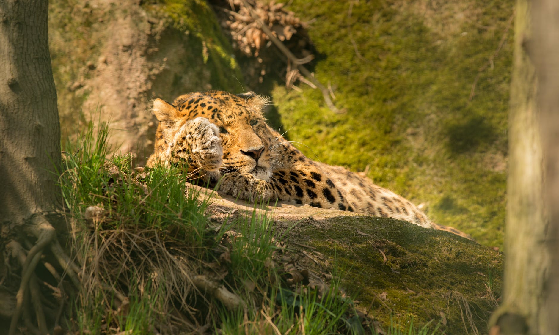a leopard lying in the forest