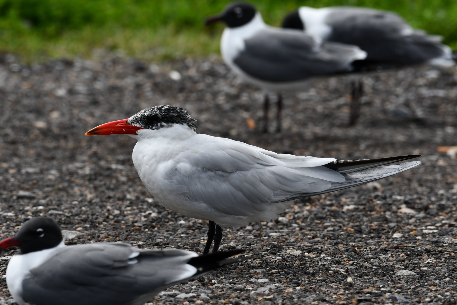 close up of a caspian tern