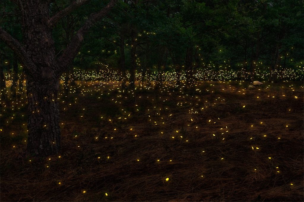 Fireflies-Festival-Special-Camping-Sandhan-Valley-Tern-Travellers-4