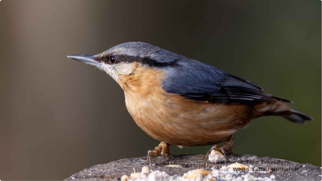 White-Tailed-Nuthatch-sitting-on-a-rock-sattal-pongot-birding-trip