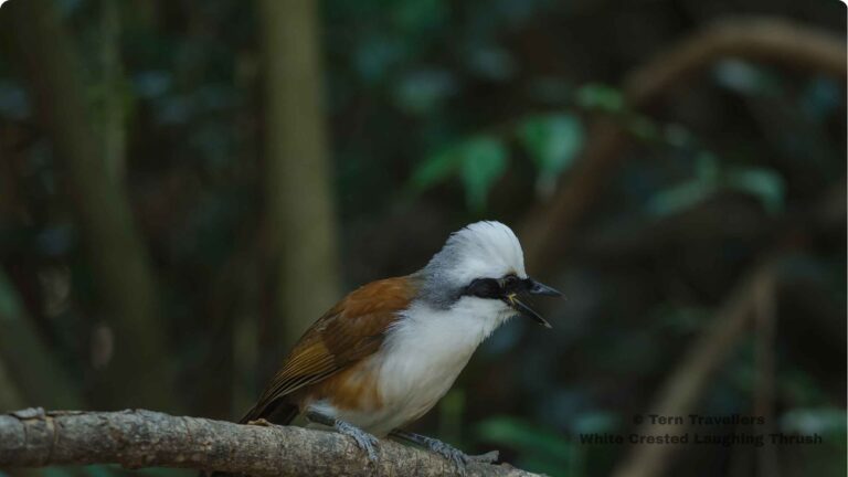 White-Crested-Laughing-Thrush-sitting-on-a-tree-branch-sattal-pongot-birding-trip