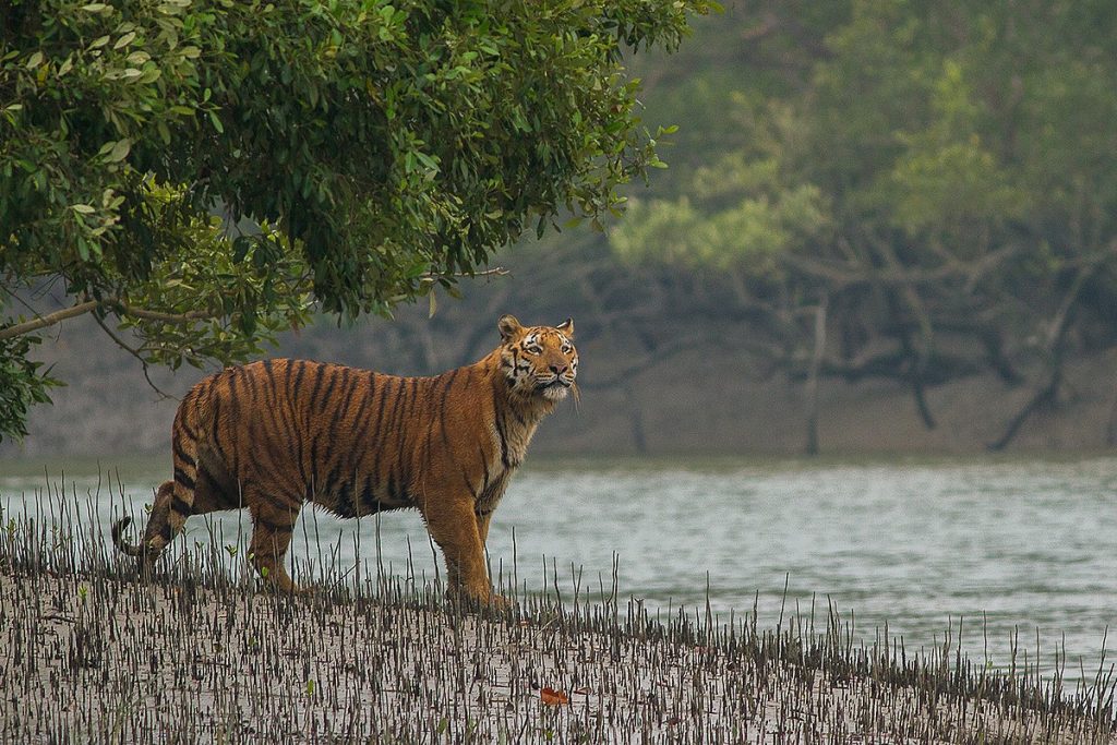 1200px Sundarban Tiger Sundarbans Boat Safari