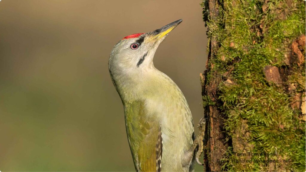 Grey-Headed-Woodpecker-on-a-moss-covered-tree-sattal-pongot-birding-trip