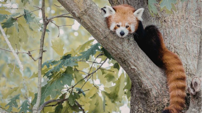 red-panda-sitting-on-a-tree-branch-red-panda-special-wildlife-tour-india-tern-travellers