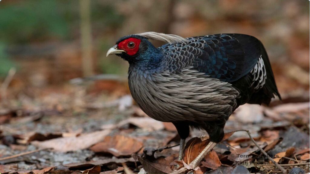 Kalij-Pheasant--foraging-on-the-forest-ground-sattal-pongot-birding-trip