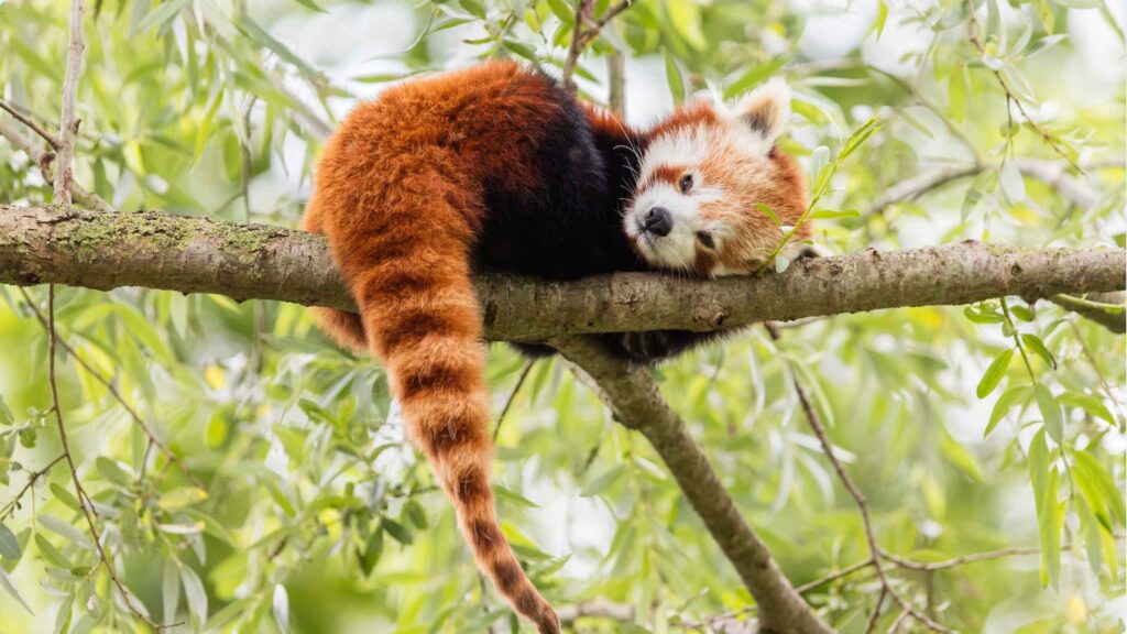 red-panda-sleeping-on-a-tree-branch-red-panda-special-wildlife-tour-india-tern-travellers