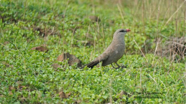 Sirkeer-Malkoha-foraging-on-the-ground-sattal-pongot-birding-trip