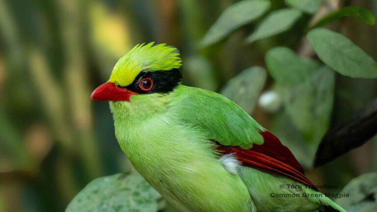 Common-Green-Magpie-in-a-forest-habitat-sattal-pongot-birding-trip