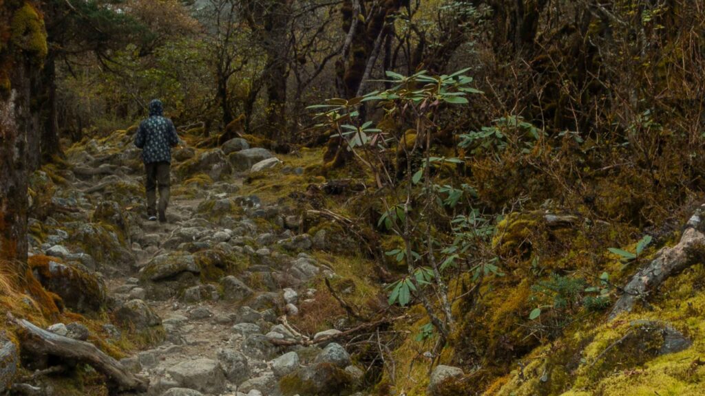 Himalayan-Forest-trail-surrounded-by-moss-covered-rocks-and-dense-trees-red-panda-special-wildlife-tour-india-tern-travellers