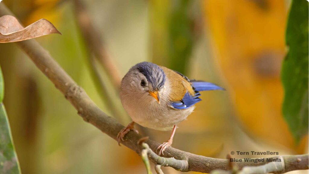 Blue-Winged-Minla-perched-on-a-tree-branch-sattal-pongot-birding-trip