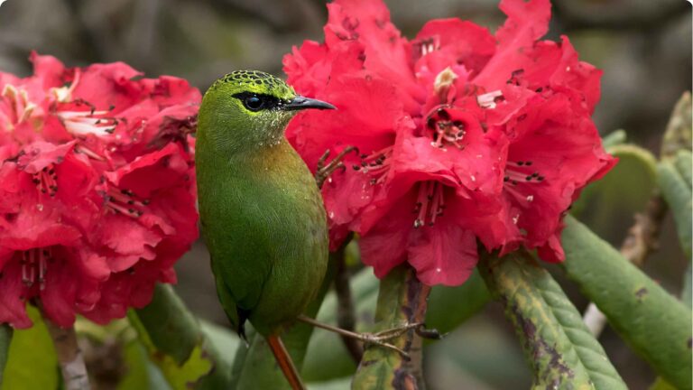 Fire-tailed-Myzornis-red-panda-special-wildlife-tour-india-tern-travellers