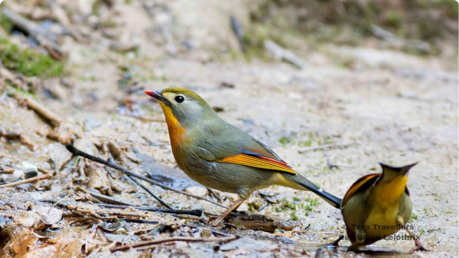 Red-Billed-Leiothrix-foraging-on-the-forest-ground-sattal-pongot-birding-trip