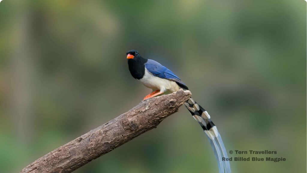 Red-billed-Blue-Magpie-perched-on-a-tree-trunk-sattal-pongot-birding-trip