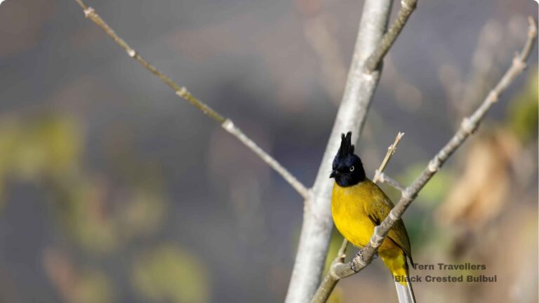 Black-Crested-Bulbul-sitting-on-a-tree-branch-sattal-pongot-birding-trip