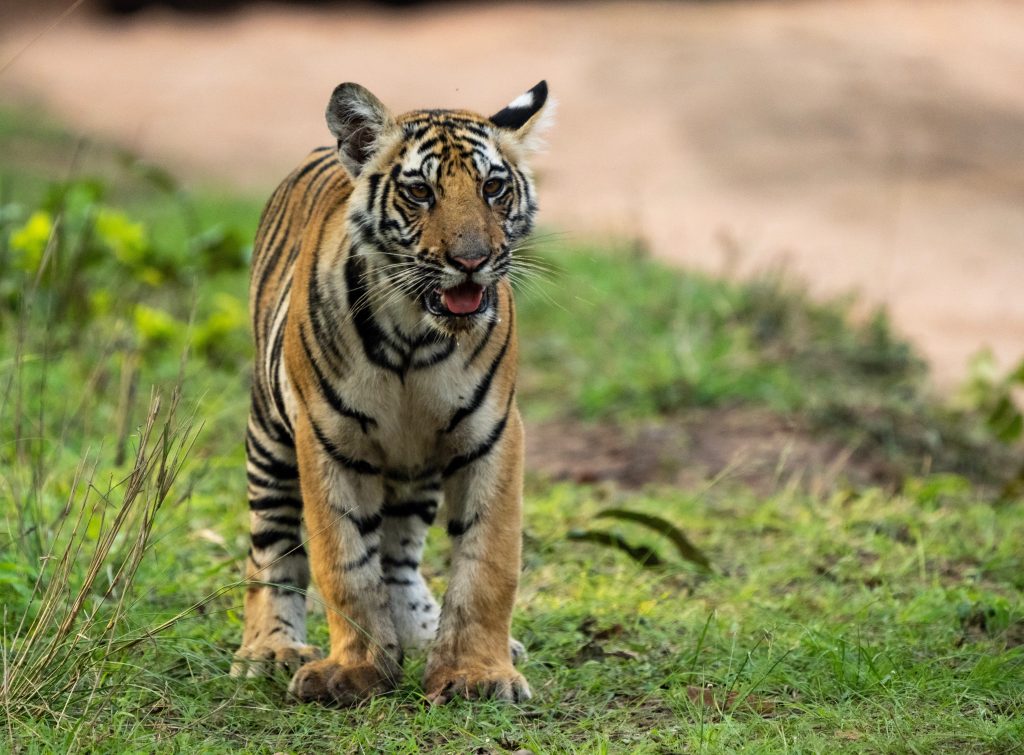 Bandhavgarh-Tiger-Safari-Tern-Travellers-5