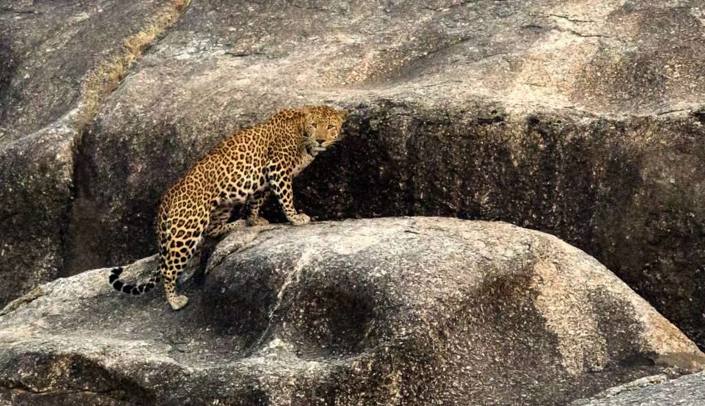 Jawai-Leopard-Safari-Tern-Travellers-1