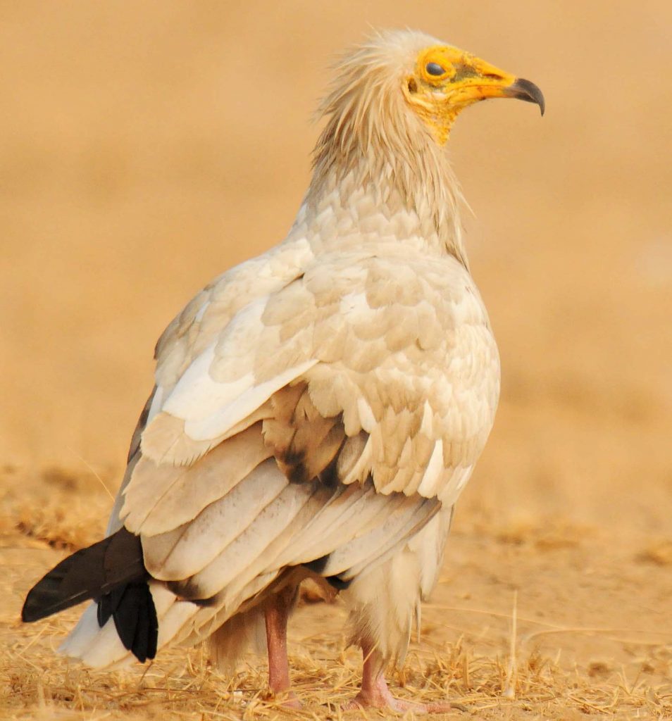 Egyptian Vanghat Pangot Birding
