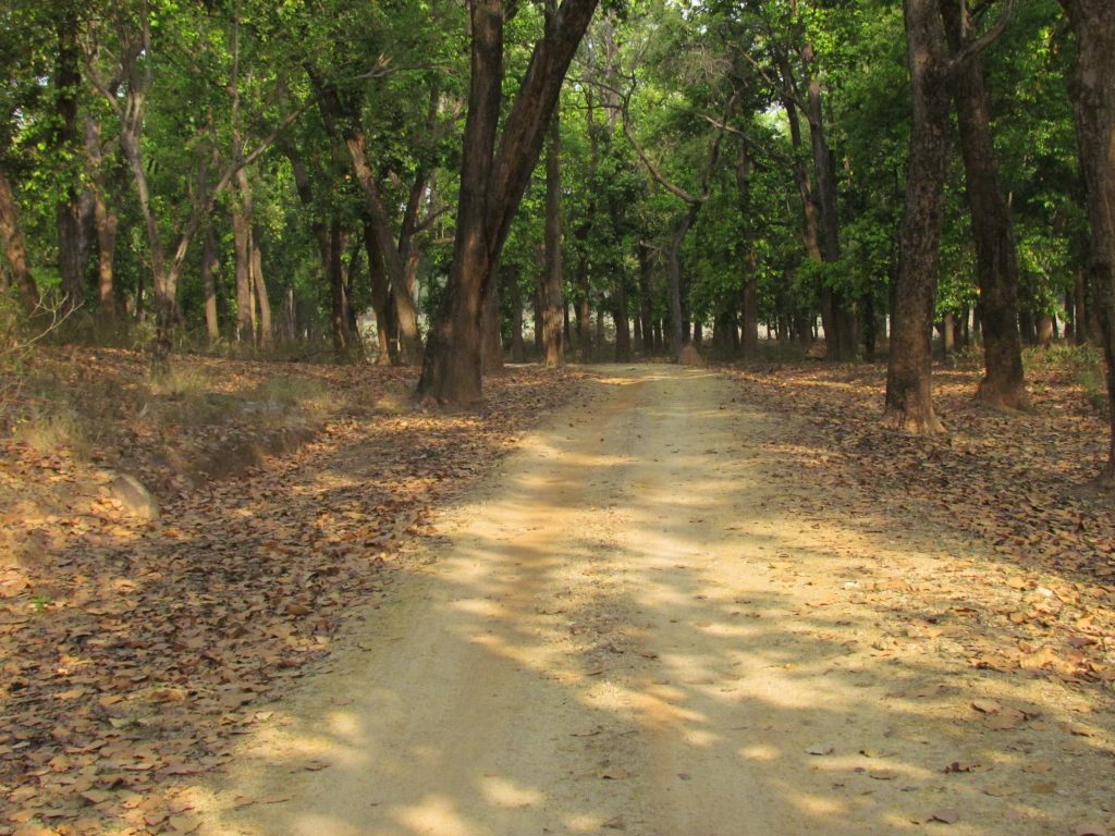 Kanha-Jungle-Safari-Tern-Travellers-4