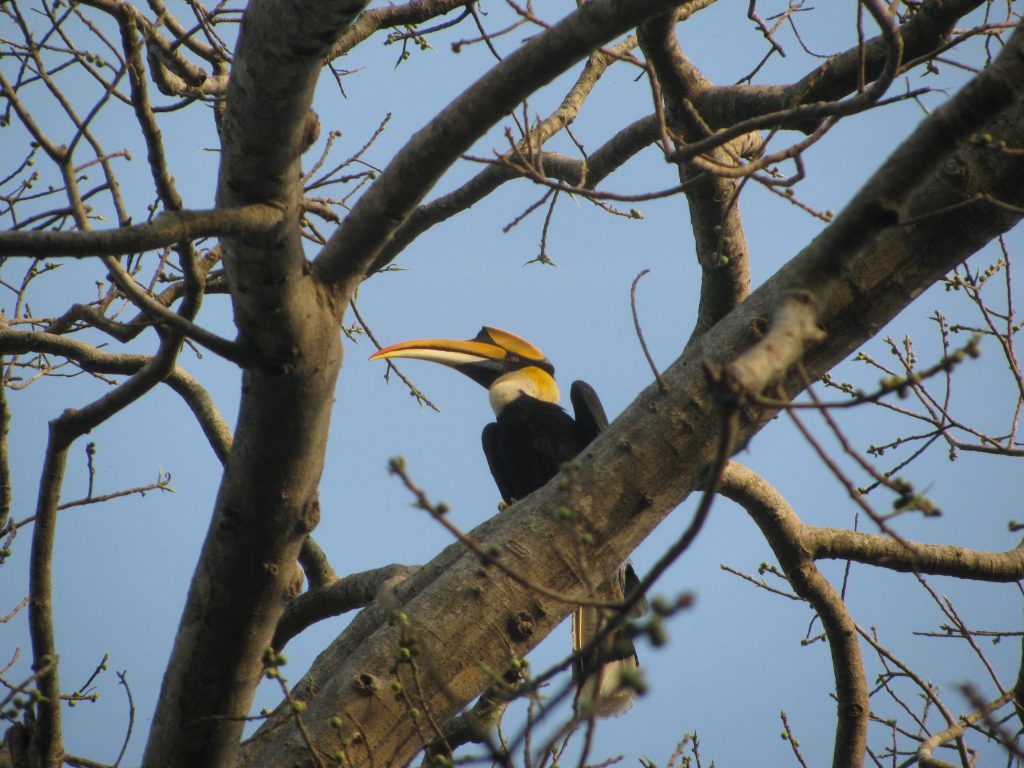 Corbett-Dhikala-Stay-Safari-Tern-Travellers-3