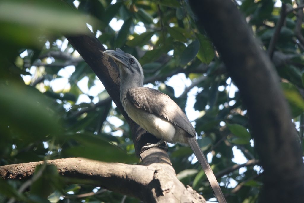 Indian-Grey-Hornbill-Karnala-Bird-Trail-Tern-Travellers