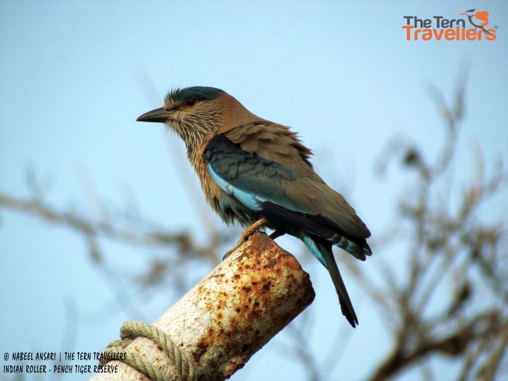 Indian-Roller-Kanha-Jungle-Safari-Tern-Travellers-5