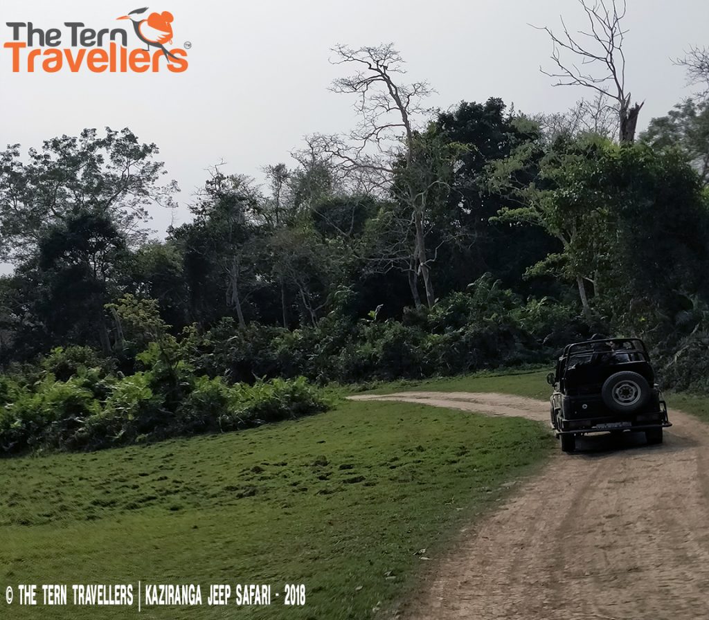 Kaziranga-Jungle-Safari-The-Big-Five-Tern-Travellers-4