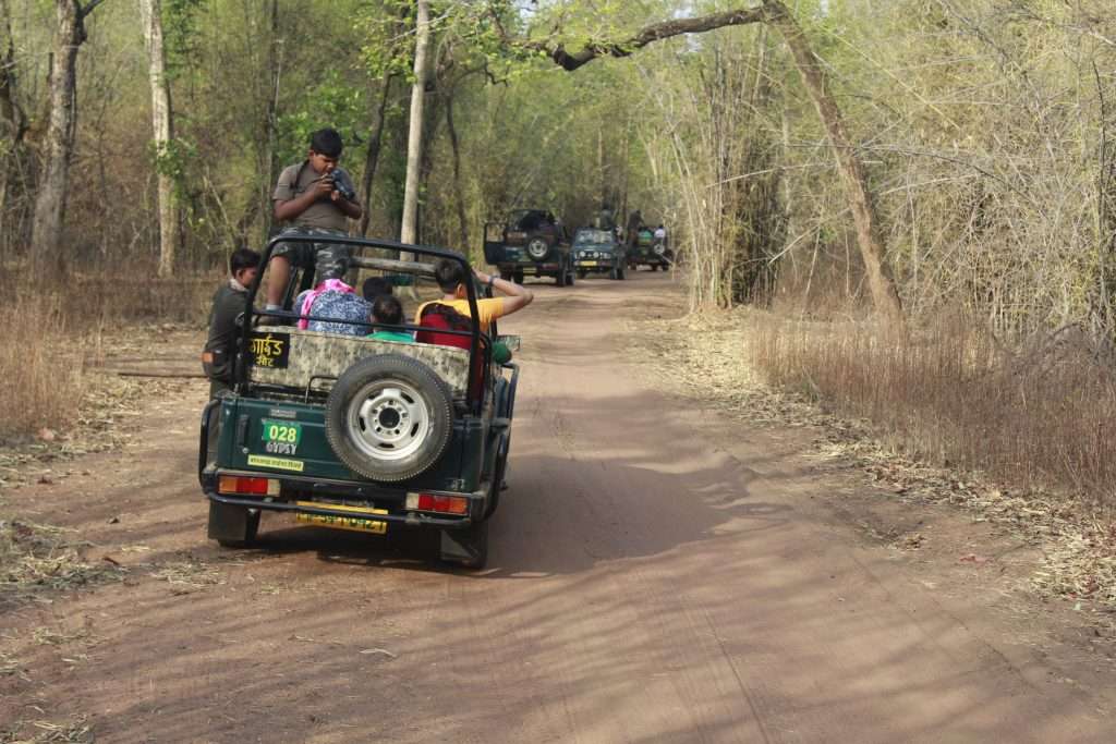 Bandhavgarh-Jungle-Safari-Tern-Travellers-4