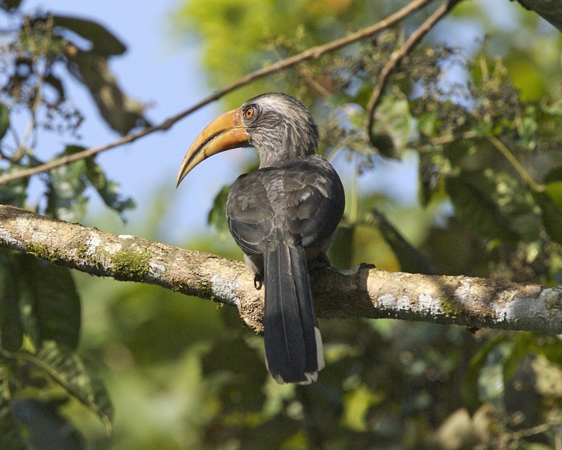 Malabar-Grey-Hornbill-Thattekad-Birding-Camp-Periyar-Jungle-Safari-Tern-Travellers-4
