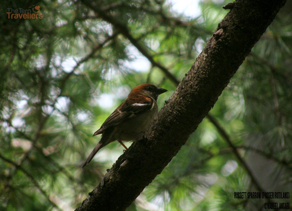 Russet-Sparrow-Sattal-Pangot-Birding-Tour-Tern-Travellers