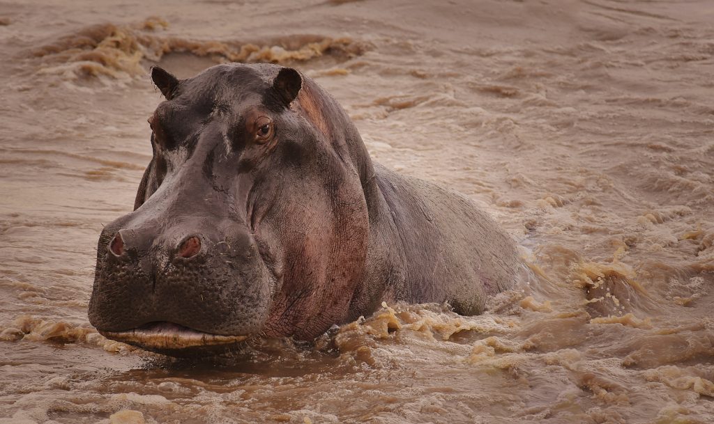 Tanzania-Serengeti-Safari-Tern-Travellers-2