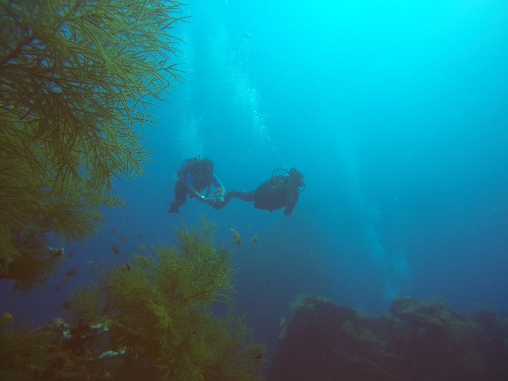 Andaman-Marine-Expedition-Tern-Travellers-1