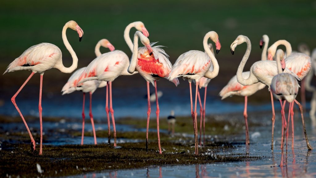 Greater-Flamingo-Bhigwan-Birding-Tour-Tern-Travellers-3