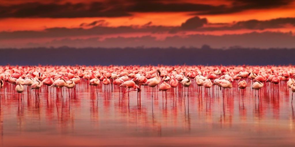 Masai-Mara-Great-Migration-Safari-The-Big-Five-Kenya-Tern-Travellers-20