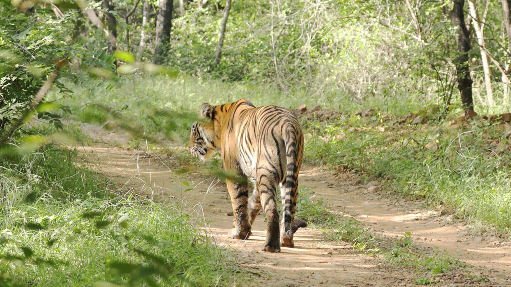 jungle-safaris-india-bengal-tiger-trip