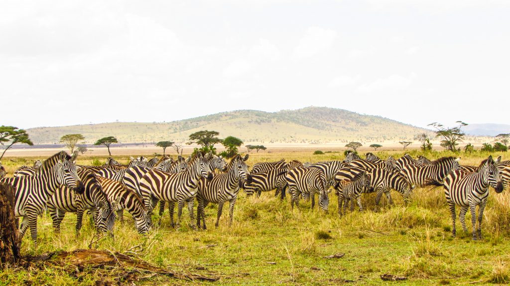 Tanzania-Serengeti-Safari-Tern-Travellers-5