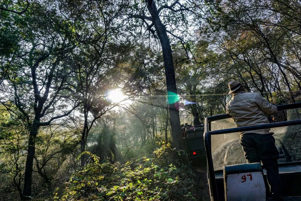 RanthamboreJeep-Safari-Tern-Travellers