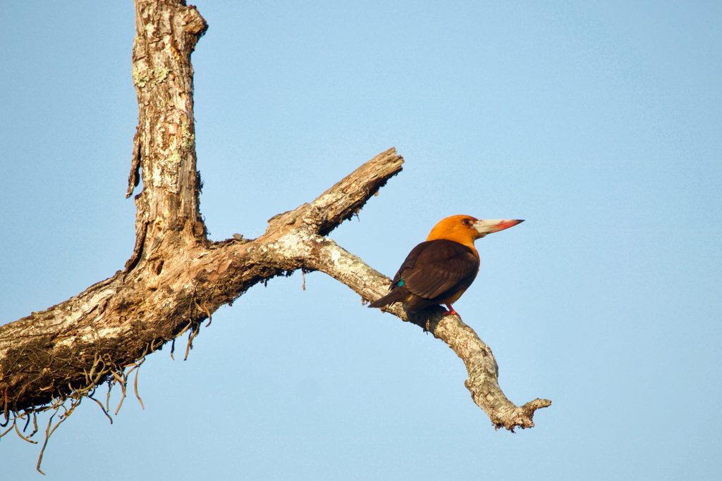 Sundarbans-Tiger-Safari-Tern-Travellers-6