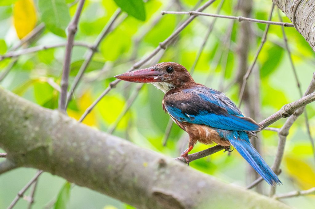 A-White-throated-Kingfisher-perched-on-a-tree-branch