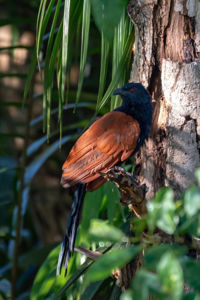 greater-coucal-bird-on-tree-branch