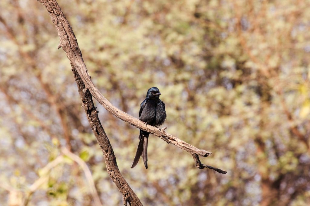 A-Close-Up-Shot-of-a-Black-Drongo-perched-on-branch