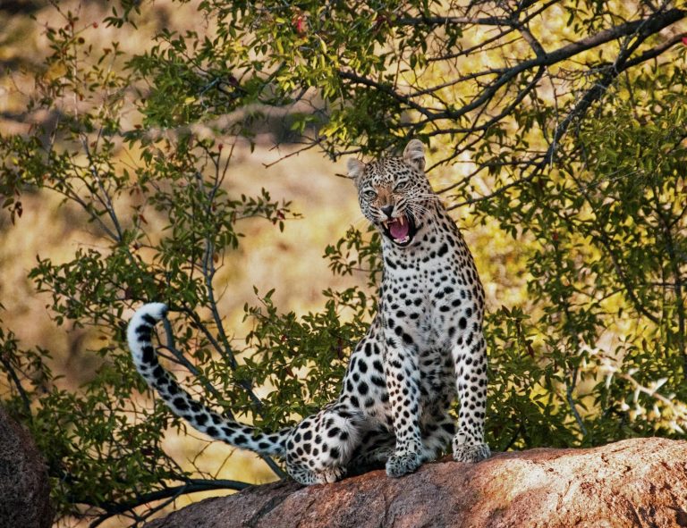 Jawai-Leopard-Safari-Tern-Travellers-2