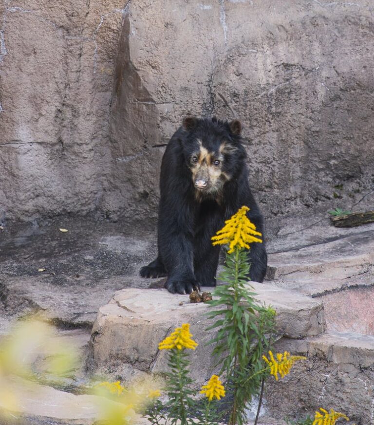 Daroji-Sloth-Bear-Safari-Tern-Travellers-2