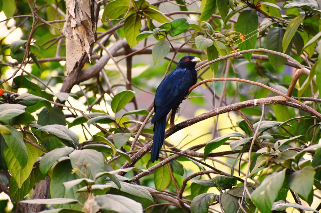 an-asian-koel-perched-on-a-tree-branch