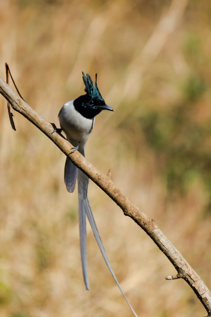 indian-paradise-flycatcher-sitting-on-tree-branch