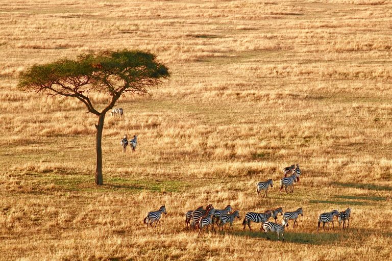 tanzania-game-drive-safari-serengeti-national-park