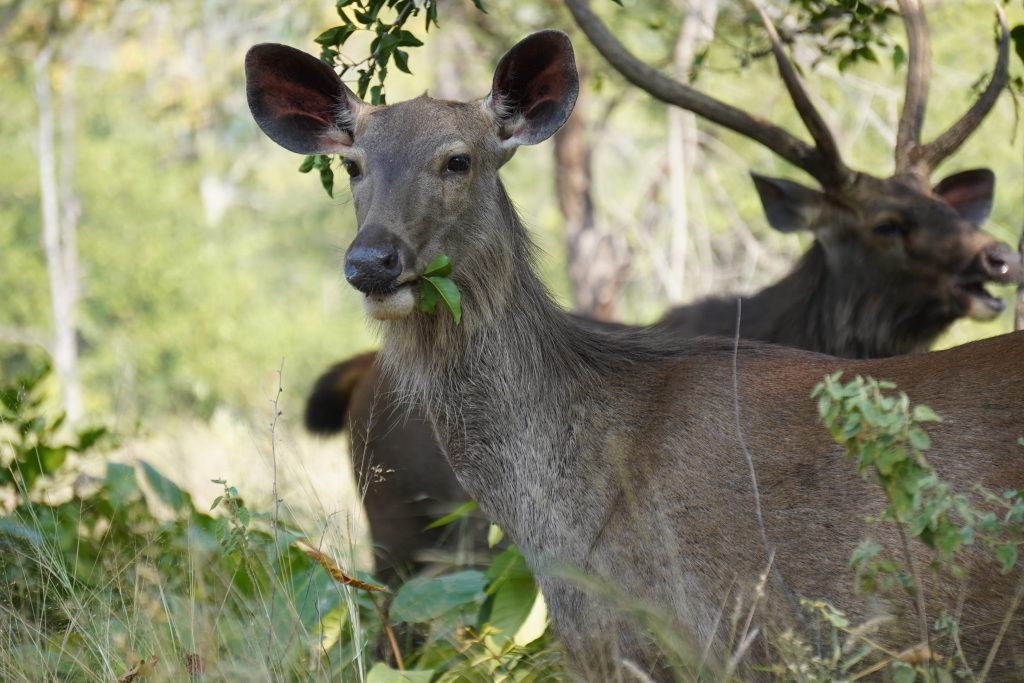 Sambar-deer-Panna-Tiger-Safari-Tern-Travellers-3