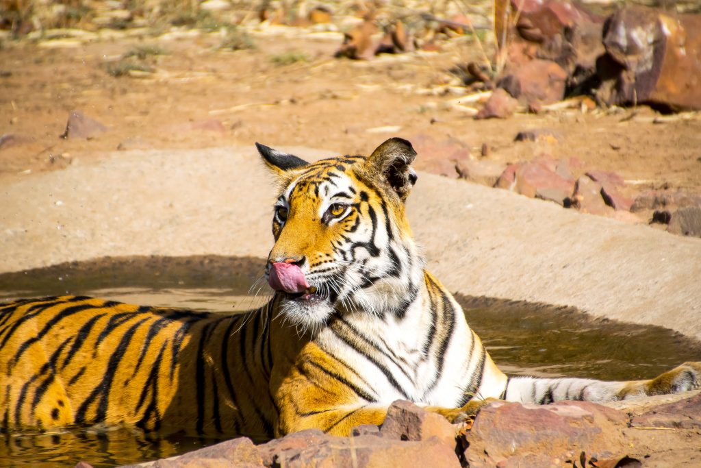 Bandhavgarh-Tiger-Safari-Tern-Travellers-6
