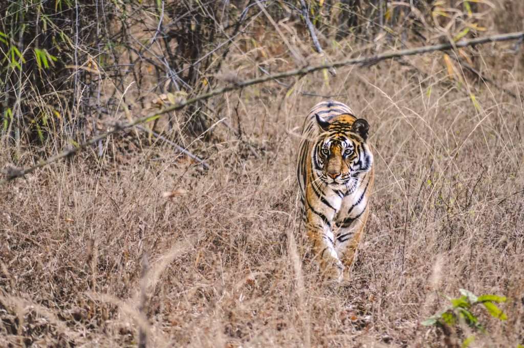 Bandhavgarh-Tiger-Safari-Tern-Travellers-8