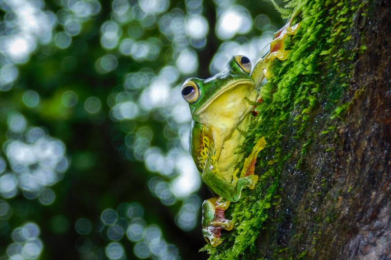 amboli-ghat-trip-flying-frog