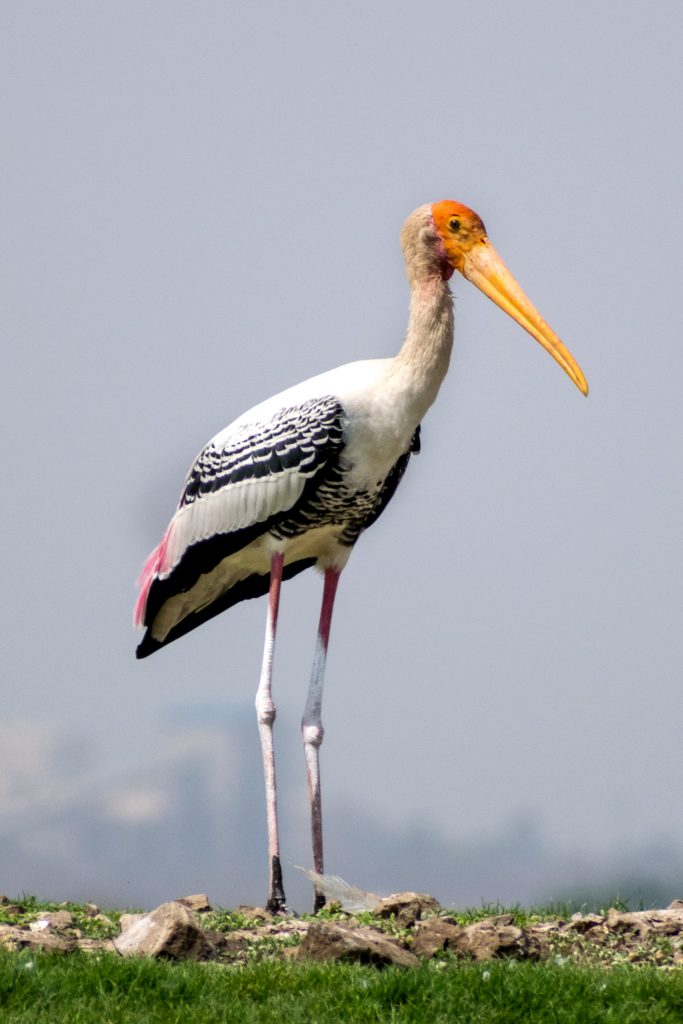 Painted-Stork-Bhigwan-Birding-Tour-Tern-Travellers-9